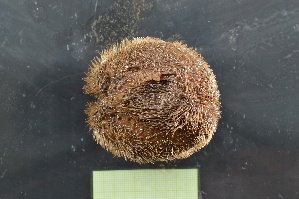  ( - BAM22-IE90-E010)  @11 [ ] C (2025) Tara Macdonald Biologica Environmental Services Ltd.