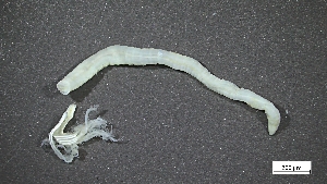  ( - CRD21-M1SE-AN005)  @11 [ ] C (2025) Tara Macdonald Biologica Environmental Services Ltd.