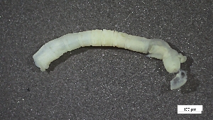  ( - CRD20-MC2E-AN019)  @11 [ ] C (2025) Tara Macdonald Biologica Environmental Services Ltd.