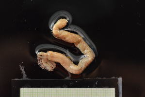  (Acromegalomma - CRD20-MC2E-AN022)  @11 [ ] C (2025) Tara Macdonald Biologica Environmental Services Ltd.