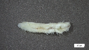  (Dipolydora cardalia - CRD20-MC2E-AN024)  @11 [ ] C (2025) Tara Macdonald Biologica Environmental Services Ltd.