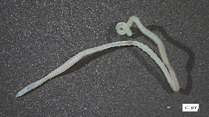  ( - CRD20-MC2E-AN027)  @11 [ ] C (2025) Tara Macdonald Biologica Environmental Services Ltd.