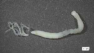  ( - CRD20-MC2E-AN030)  @11 [ ] C (2025) Tara Macdonald Biologica Environmental Services Ltd.