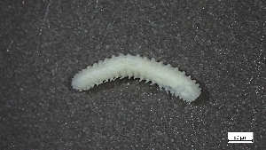  ( - CRD20-MC2E-AN039)  @11 [ ] C (2025) Tara Macdonald Biologica Environmental Services Ltd.