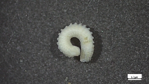  ( - CRD20-MC2E-AN040)  @11 [ ] C (2025) Tara Macdonald Biologica Environmental Services Ltd.