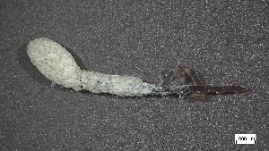  ( - CRD20-MC2E-O002)  @11 [ ] C (2024) Tara Macdonald Biologica Environmental Services Ltd.