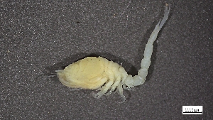  ( - CRD20-MC8SE-A026)  @11 [ ] C (2024) Tara Macdonald Biologica Environmental Services Ltd.