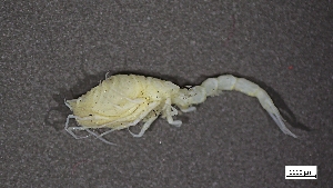  ( - CRD20-MC8SE-A027)  @11 [ ] C (2024) Tara Macdonald Biologica Environmental Services Ltd.