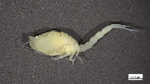  (Diastylis quadriplicata - CRD20-MC8SE-A028)  @11 [ ] C (2024) Tara Macdonald Biologica Environmental Services Ltd.