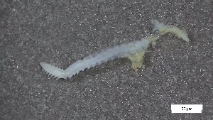  (Exogoninae - CRD20-MC8SE-AN055)  @11 [ ] C (2025) Tara Macdonald Biologica Environmental Services Ltd.