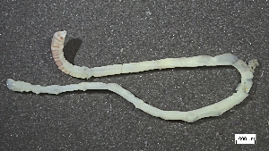  ( - CRD20-MC8SE-AN057)  @11 [ ] C (2025) Tara Macdonald Biologica Environmental Services Ltd.