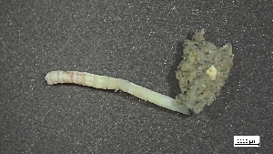  ( - CRD20-MC8SE-AN059)  @11 [ ] C (2025) Tara Macdonald Biologica Environmental Services Ltd.