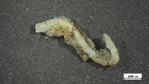  ( - CRD20-MC8SE-AN060)  @11 [ ] C (2025) Tara Macdonald Biologica Environmental Services Ltd.