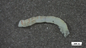  ( - CRD20-MC8SE-AN061)  @11 [ ] C (2025) Tara Macdonald Biologica Environmental Services Ltd.