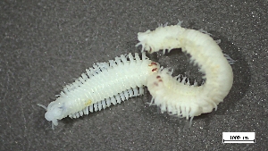  (Schistomeringos annulata - CRD20-MC8SE-AN068)  @11 [ ] C (2025) Tara Macdonald Biologica Environmental Services Ltd.