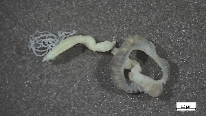  (Tharyx circacutus - CRD20-MC8SE-AN074)  @11 [ ] C (2025) Tara Macdonald Biologica Environmental Services Ltd.