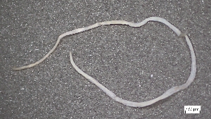  ( - CRD20-MC8SE-AN079)  @11 [ ] C (2025) Tara Macdonald Biologica Environmental Services Ltd.