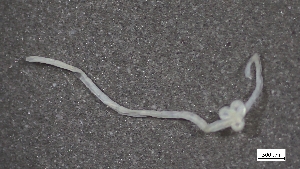  (Grania - CRD20-MC8SE-AN080)  @11 [ ] C (2025) Tara Macdonald Biologica Environmental Services Ltd.