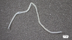  ( - CRD20-MC8SE-AN081)  @11 [ ] C (2025) Tara Macdonald Biologica Environmental Services Ltd.