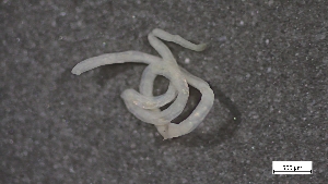  ( - CRD20-MC8SE-AN082)  @11 [ ] C (2025) Tara Macdonald Biologica Environmental Services Ltd.