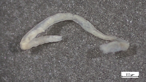  (Limnodriloidinae - CRD20-MC8SE-AN085)  @11 [ ] C (2025) Tara Macdonald Biologica Environmental Services Ltd.