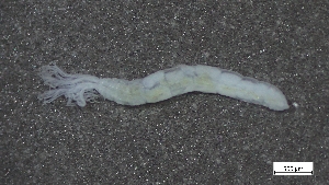  (Amphicorina - CRD20-MC8SE-AN088)  @11 [ ] C (2025) Tara Macdonald Biologica Environmental Services Ltd.