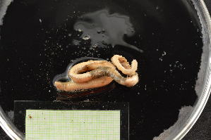  ( - CRD20-MC8SE-AN098)  @11 [ ] C (2025) Tara Macdonald Biologica Environmental Services Ltd.