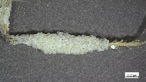  (Amathia gracilis - CRD22-003)  @11 [ ] C (2024) Tara Macdonald Biologica Environmental Services Ltd.