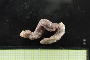  (Chiridota albatrossii - EC22-PG-02-E020)  @11 [ ] C (2025) Tara Macdonald Biologica Environmental Services Ltd.