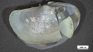  (Megayoldia - EC22-PG-M002)  @11 [ ] C (2024) Tara Macdonald Biologica Environmental Services Ltd.