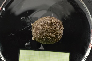  ( - EC22-PG05-E024)  @11 [ ] C (2025) Tara Macdonald Biologica Environmental Services Ltd.