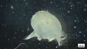  ( - G21-SE2-A148)  @11 [ ] C (2022) Unspecified Biologica Environmental Services