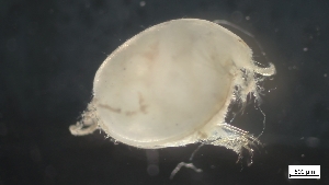  (Philomedes - G21-SE4-A149)  @11 [ ] C (2022) Unspecified Biologica Environmental Services