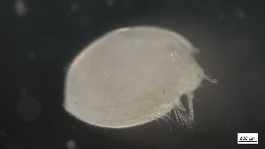  ( - G21-SW2-A150)  @11 [ ] C (2022) Unspecified Biologica Environmental Services
