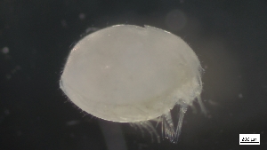  (Philomedes - G21-SW2-A150)  @11 [ ] C (2022) Unspecified Biologica Environmental Services