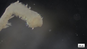  ( - G21-X-P016)  @11 [ ] C (2032) Unspecified Biologica Environmental Services