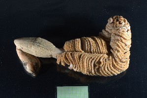  ( - H22-RB-O003)  @11 [ ] C (2024) Tara Macdonald Biologica Environmental Services Ltd.