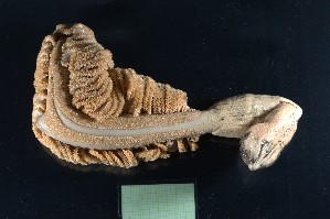  ( - H22-RB-O003)  @11 [ ] C (2024) Tara Macdonald Biologica Environmental Services Ltd.