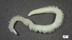  ( - H22-RB08-AN008)  @11 [ ] C (2025) Tara Macdonald Biologica Environmental Services Ltd.