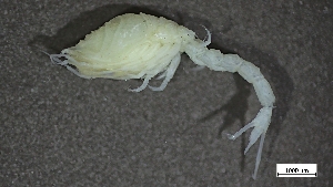  ( - HRB22-SBIS8-A005)  @11 [ ] C (2025) Tara Macdonald Biologica Environmental Services Ltd.