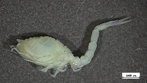  ( - HRB22-SBIS8-A006)  @11 [ ] C (2026) Tara Macdonald Biologica Environmental Services Ltd.