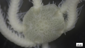  ( - LHA21-HA-E024)  @11 [ ] C (2022) Unspecified Biologica Environmental Services
