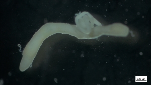  ( - MV17-46B-7-MI96)  @11 [ ] C (2022) Unspecified Unspecified