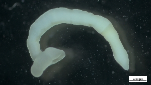  ( - MV18-15-6-MI101)  @11 [ ] C (2022) Unspecified Unspecified