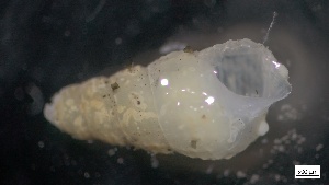  ( - MV21-IO-M069)  @11 [ ] C (2022) Unspecified Biologica Environmental Services