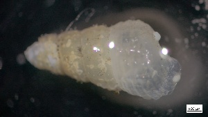  ( - MV21-IO-M069)  @11 [ ] C (2022) Unspecified Biologica Environmental Services