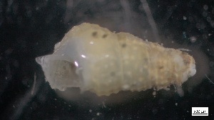  ( - MV21-IO-M070)  @11 [ ] C (2022) Unspecified Biologica Environmental Services