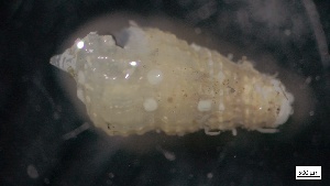  ( - MV21-IO-M070)  @11 [ ] C (2022) Unspecified Biologica Environmental Services