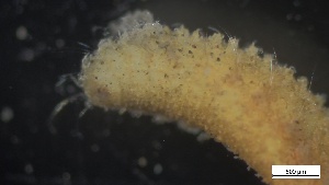  ( - MV21-IO-P038)  @11 [ ] C (2545) Unspecified Biologica Environmental Services