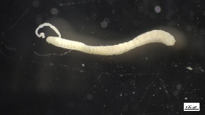  ( - MV21-IO-P080)  @11 [ ] C (2568) Unspecified Biologica Environmental Services